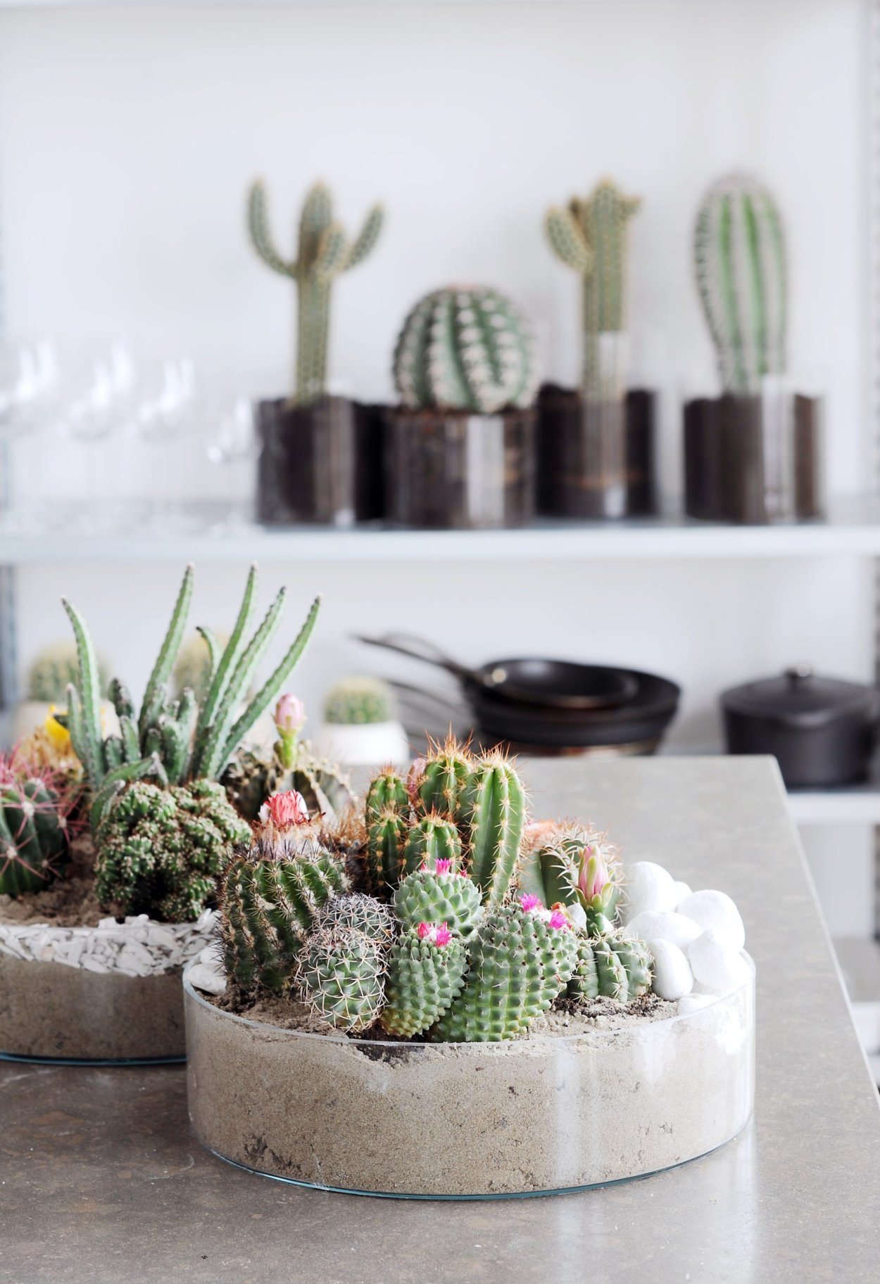 Опунция микс суккулент