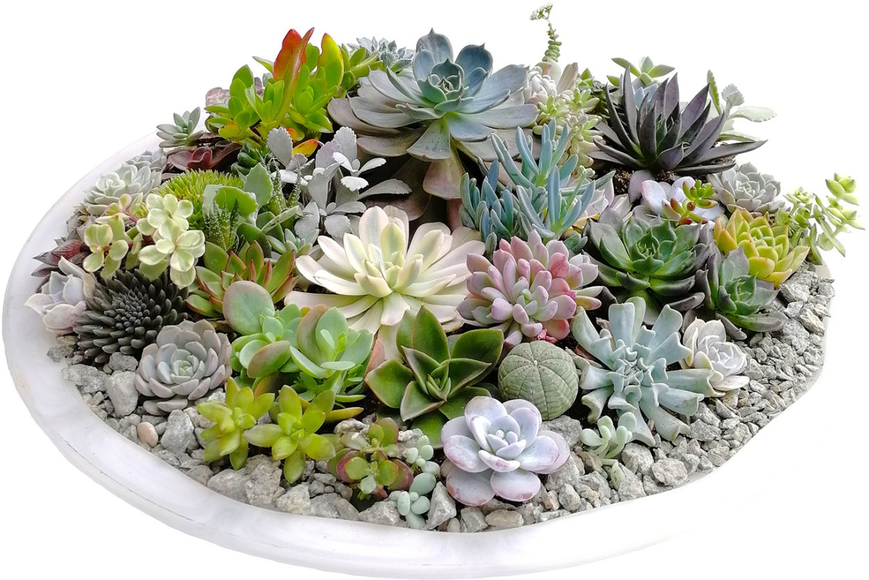 Очиток многощетинковый