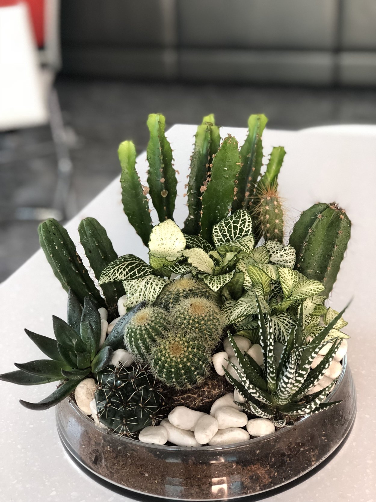 Кашпо хавортия Суккуленты