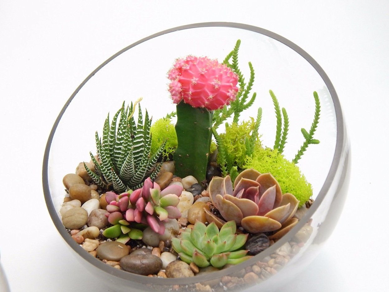 Гиацинты в флорариуме