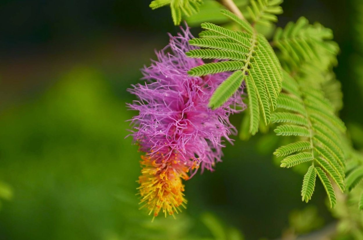 Мимоза хостилис