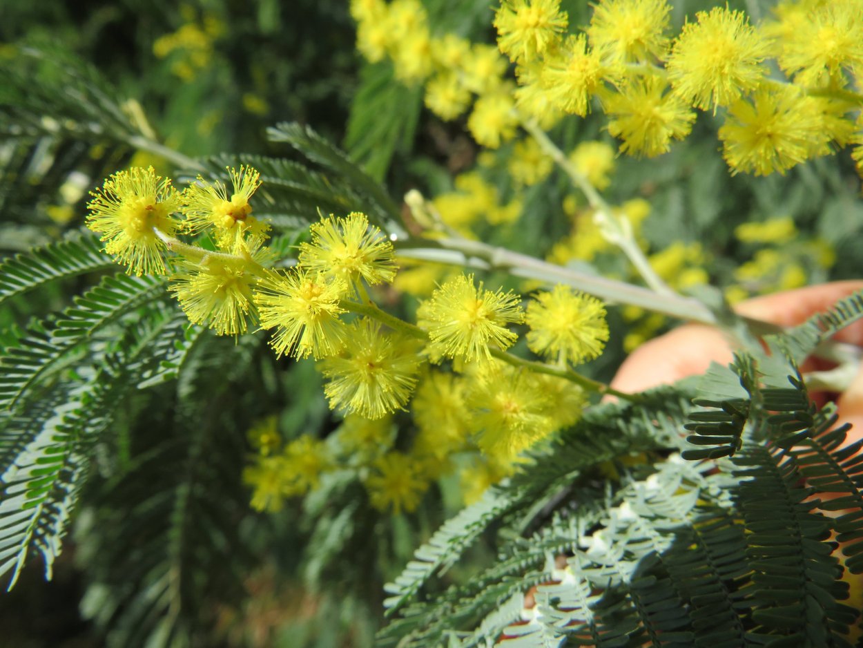 Мимоза хостилис растение