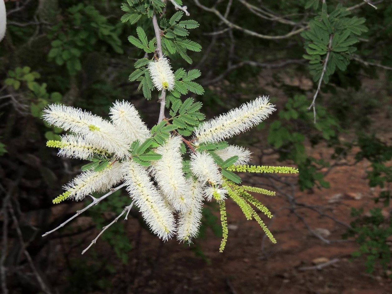 Мимоза тенуифлора