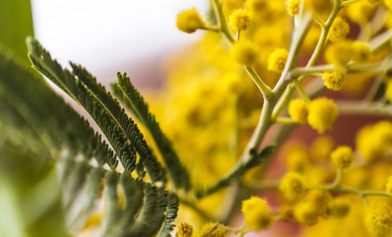 Мимоза зелень