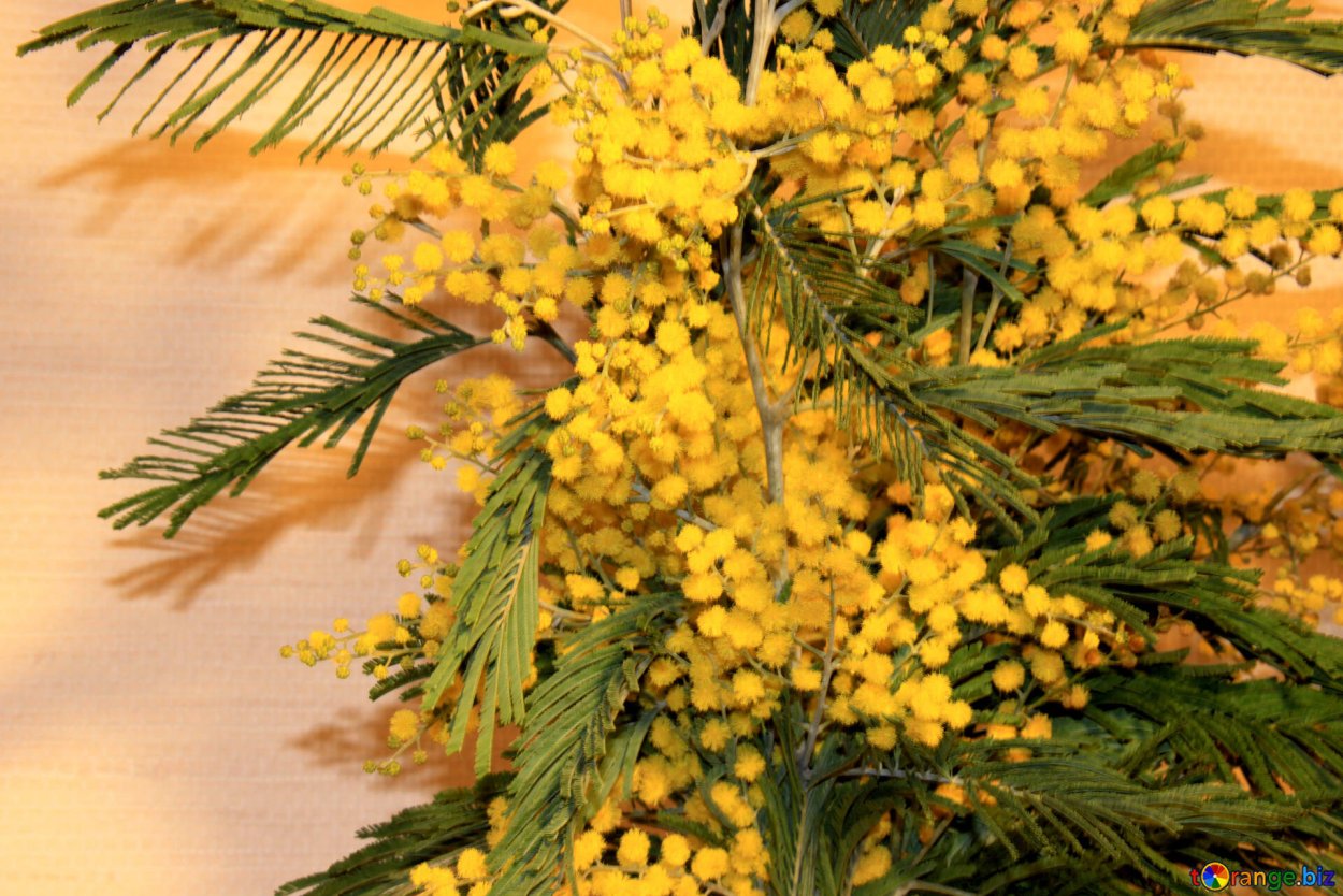 Веточка мимозы в вазе