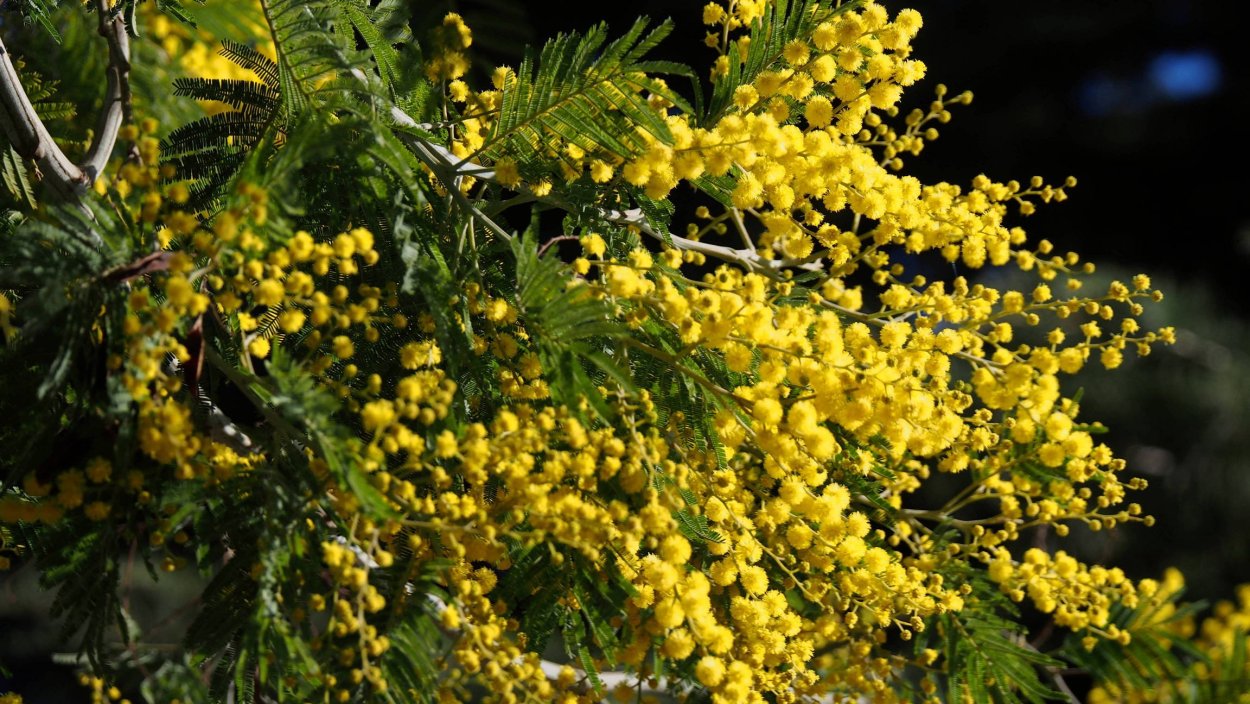 Мимоза хостилис