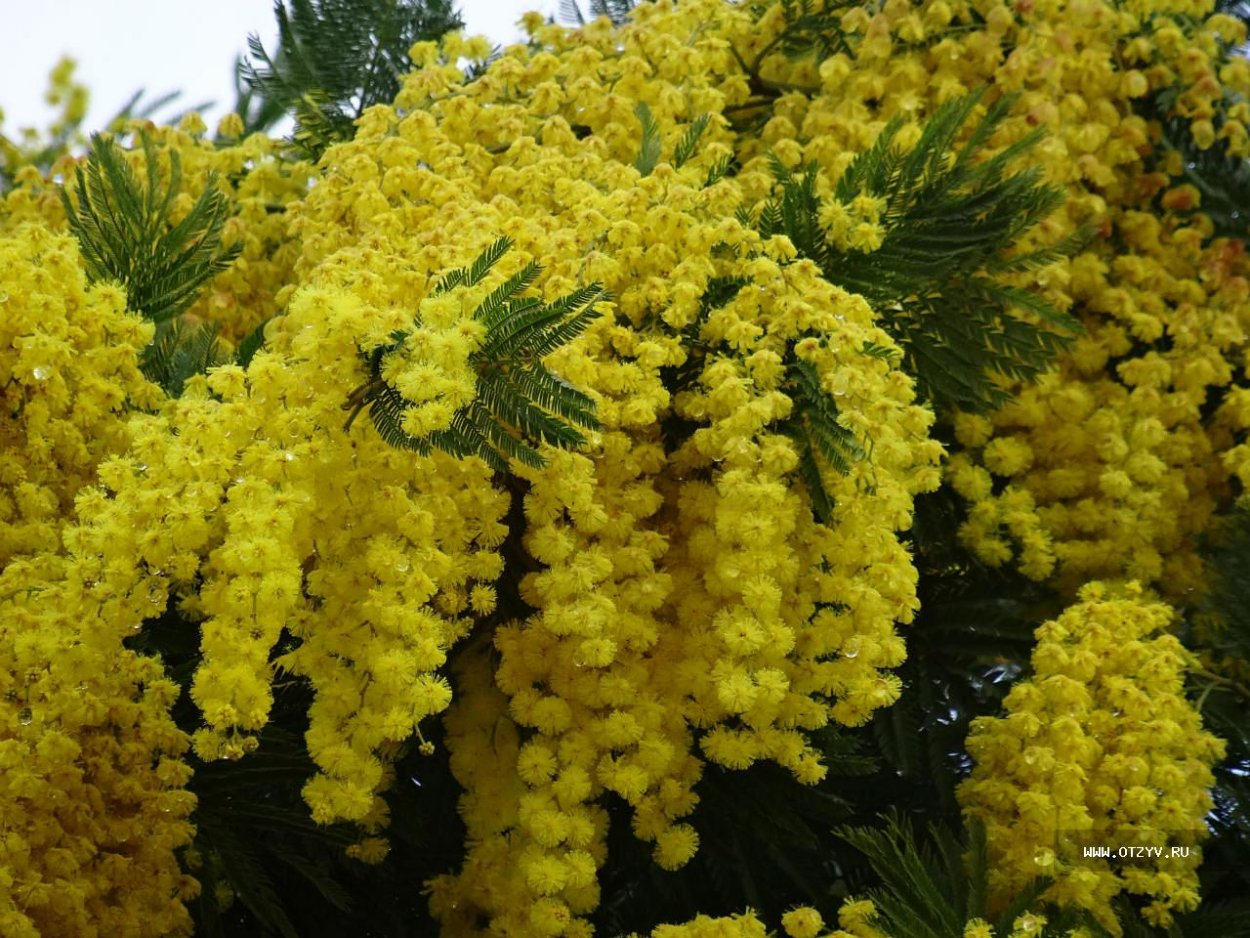 Мимоза хостилис