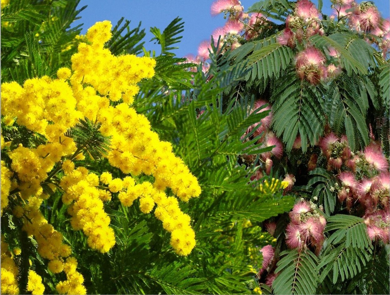 Акация густоцветковая