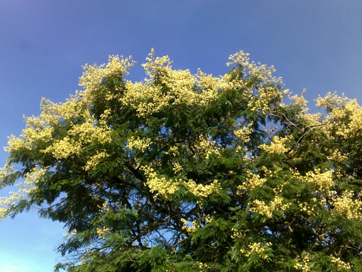 Мимоза хостилис дерево