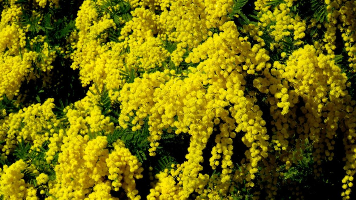 Золотая Акация Австралии