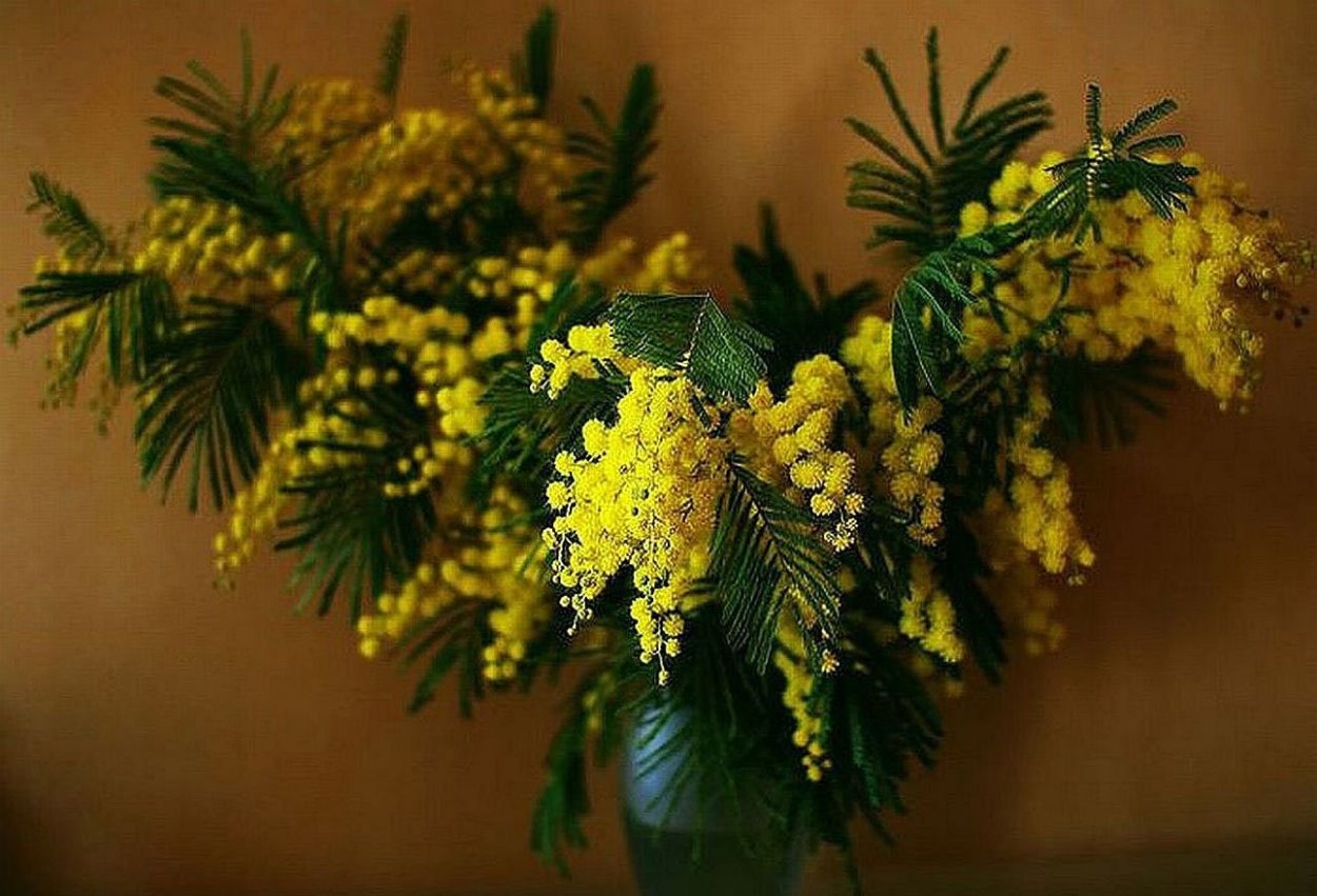 Мимоза цветок