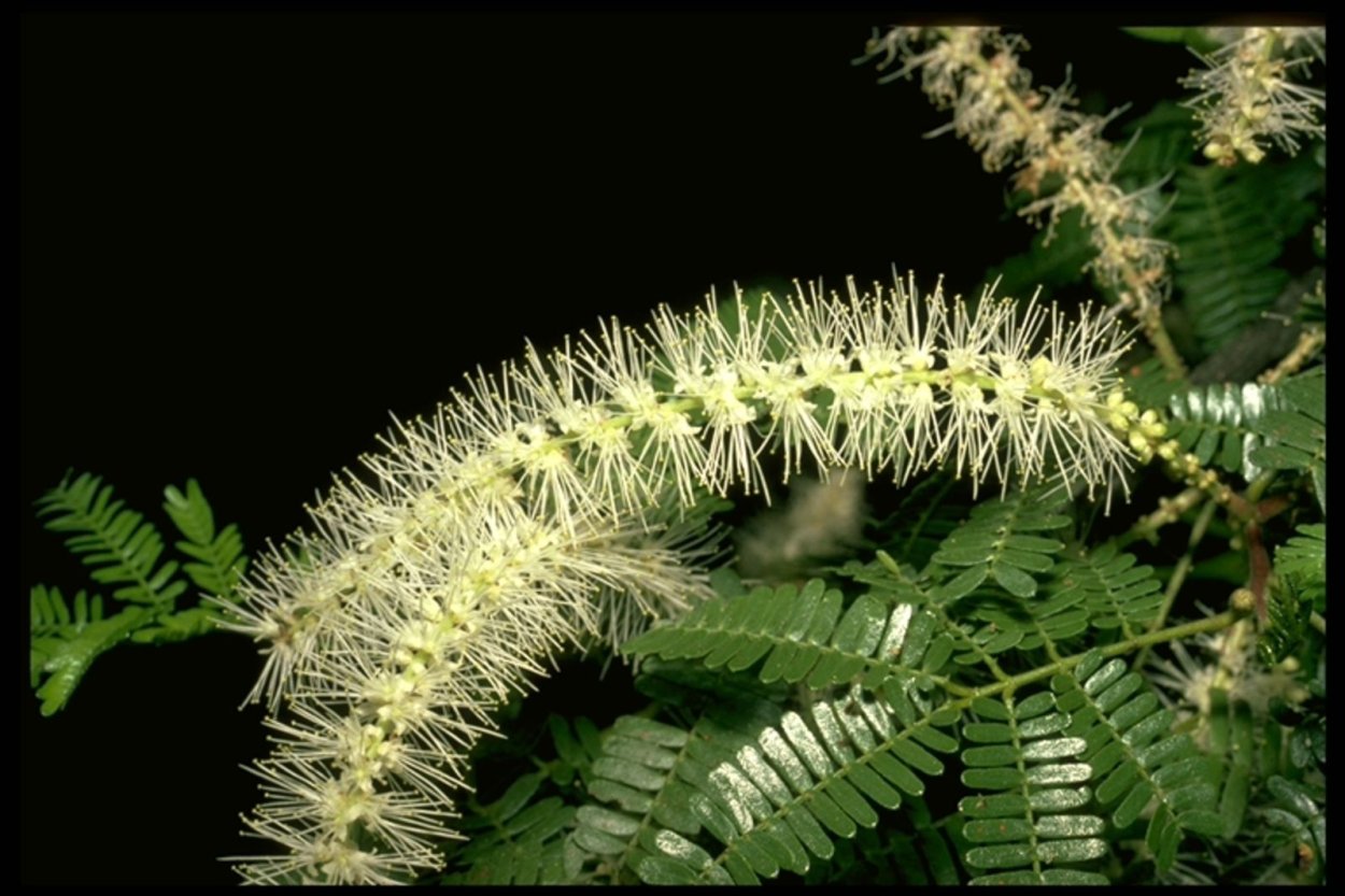 Мимоза tenuiflora