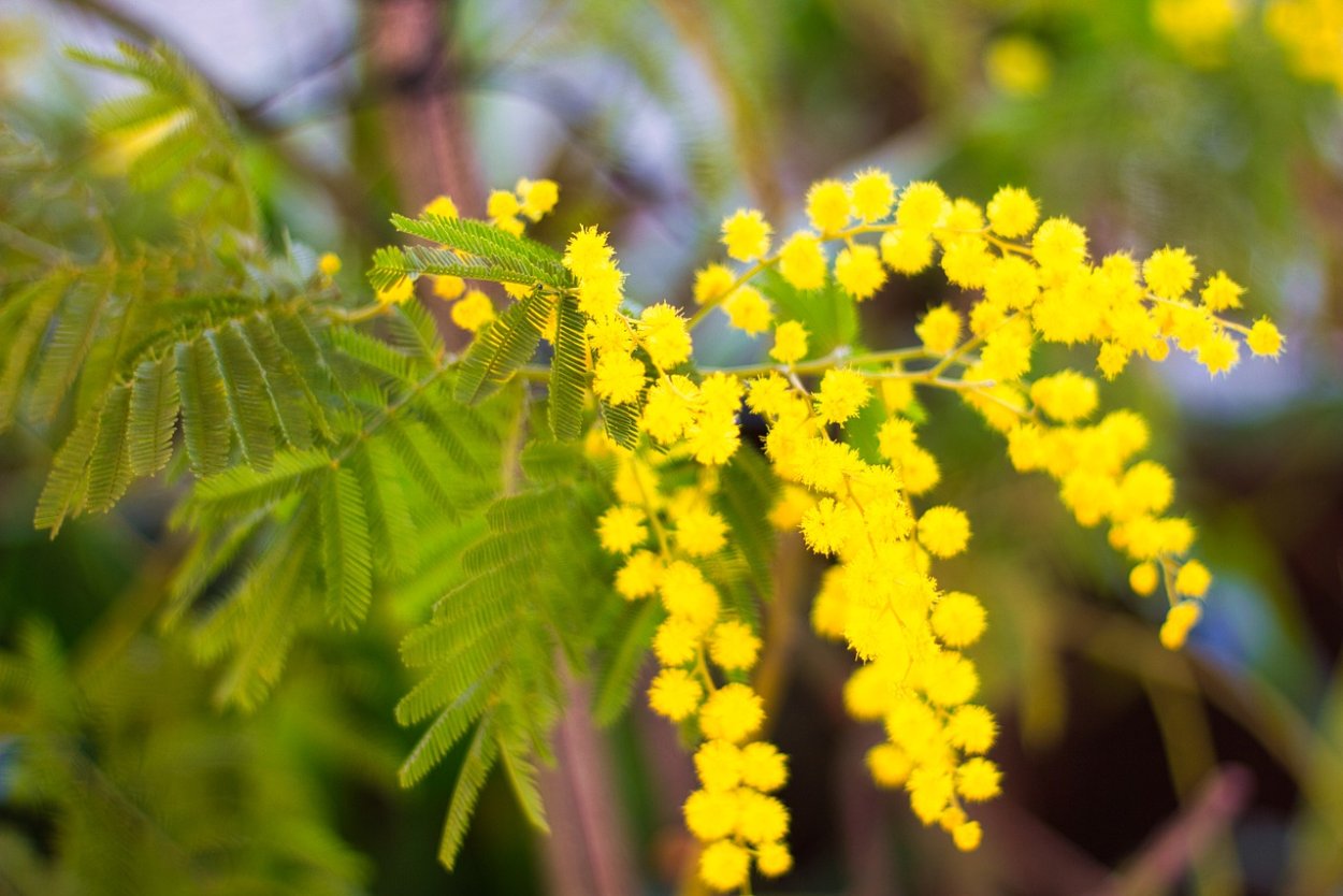 Мимоза tenuiflora