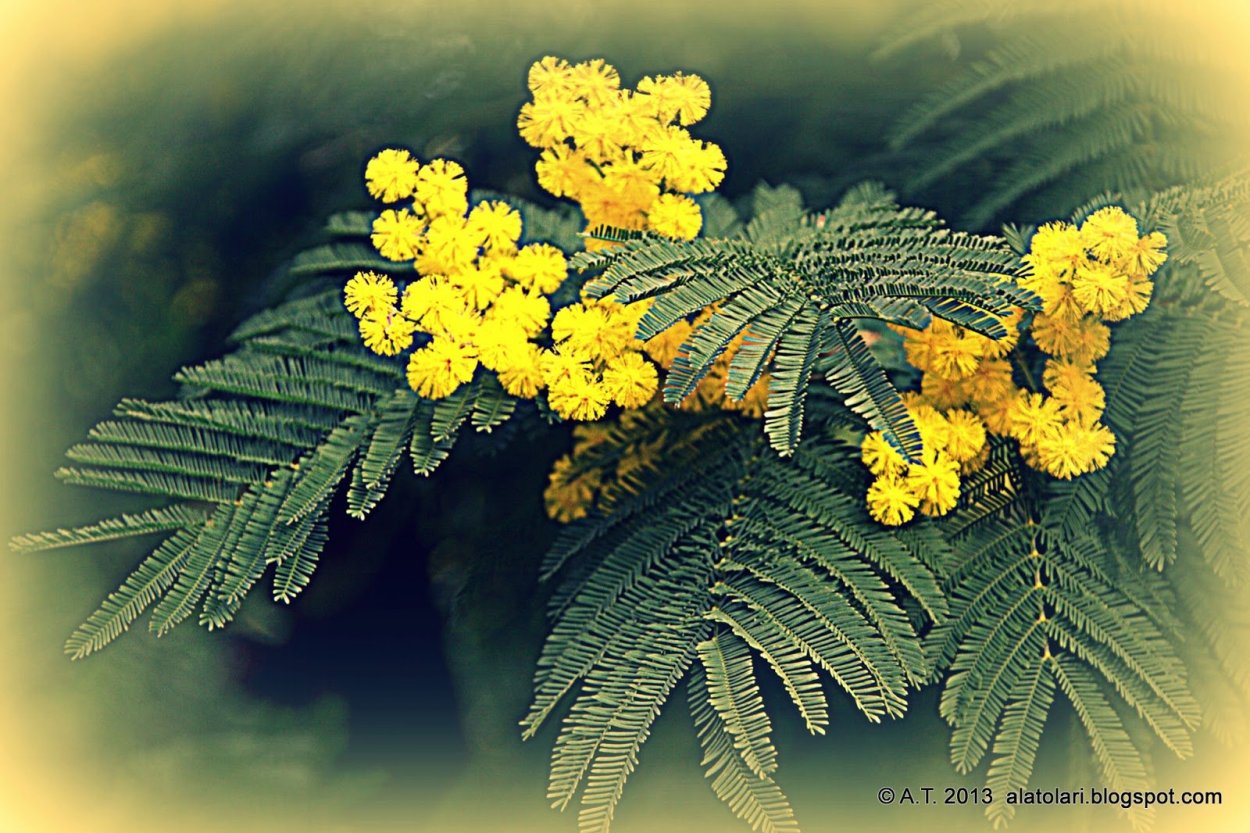 Мимоза цветок листья