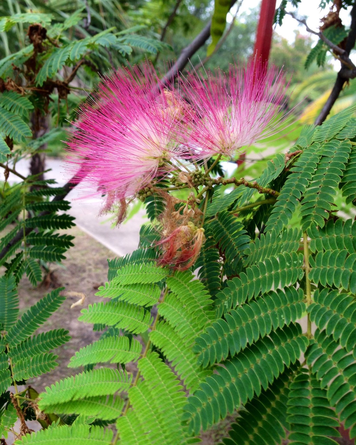 Mimosa tenuiflora