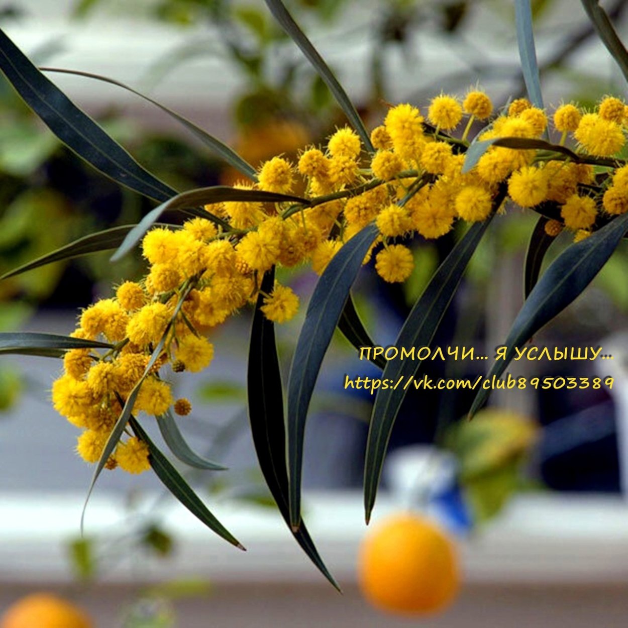 Уральская Мимоза цветок