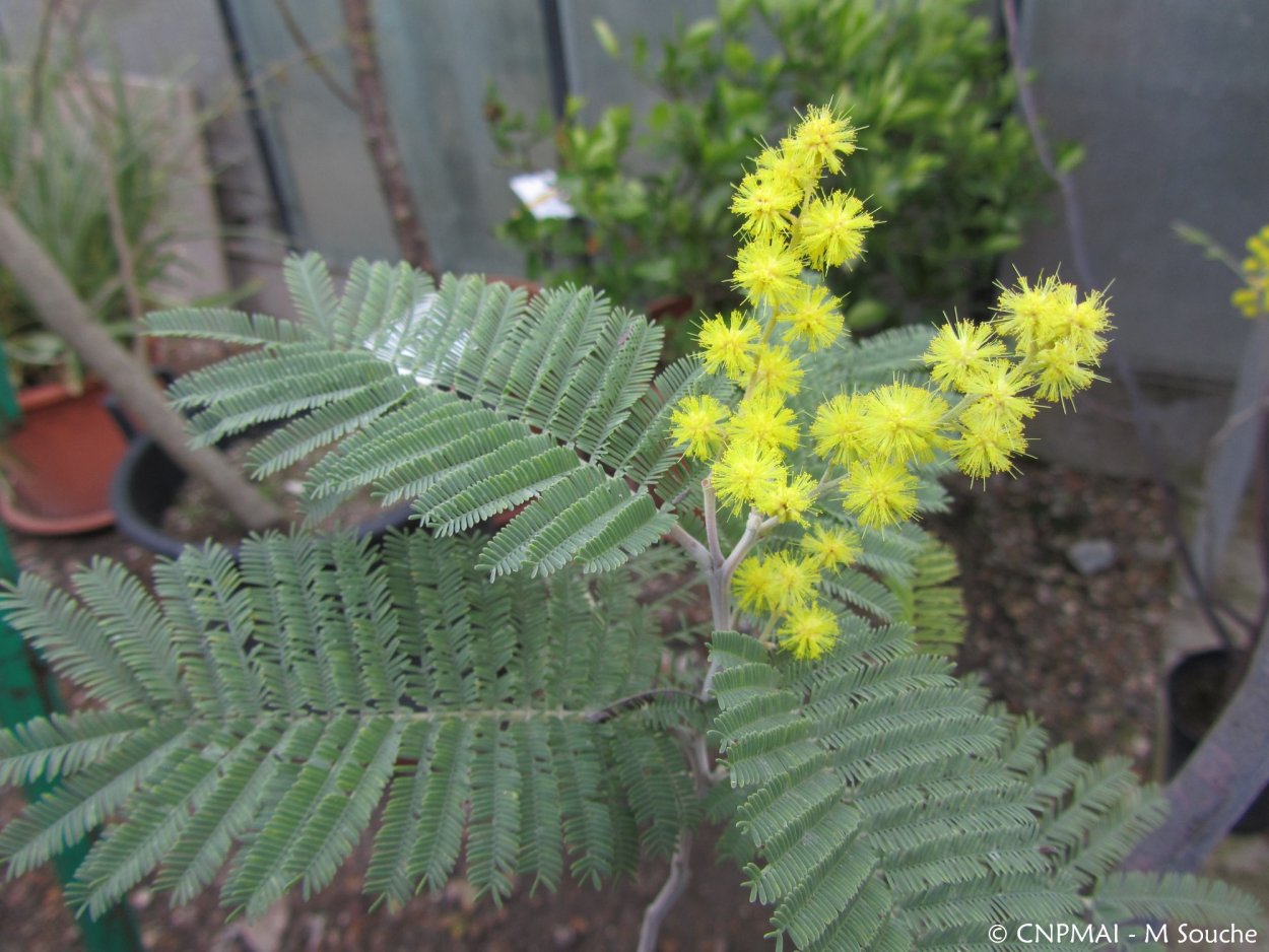 Мимоза цветок