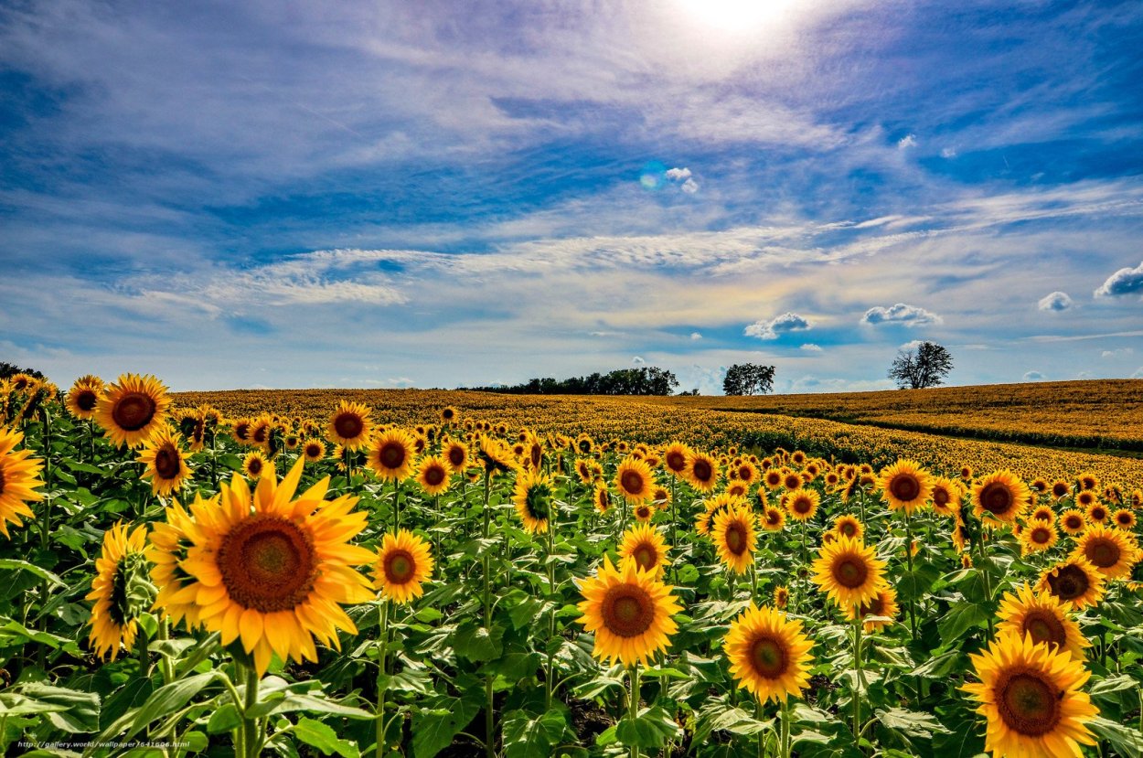 Подсолнухи поле река Дон