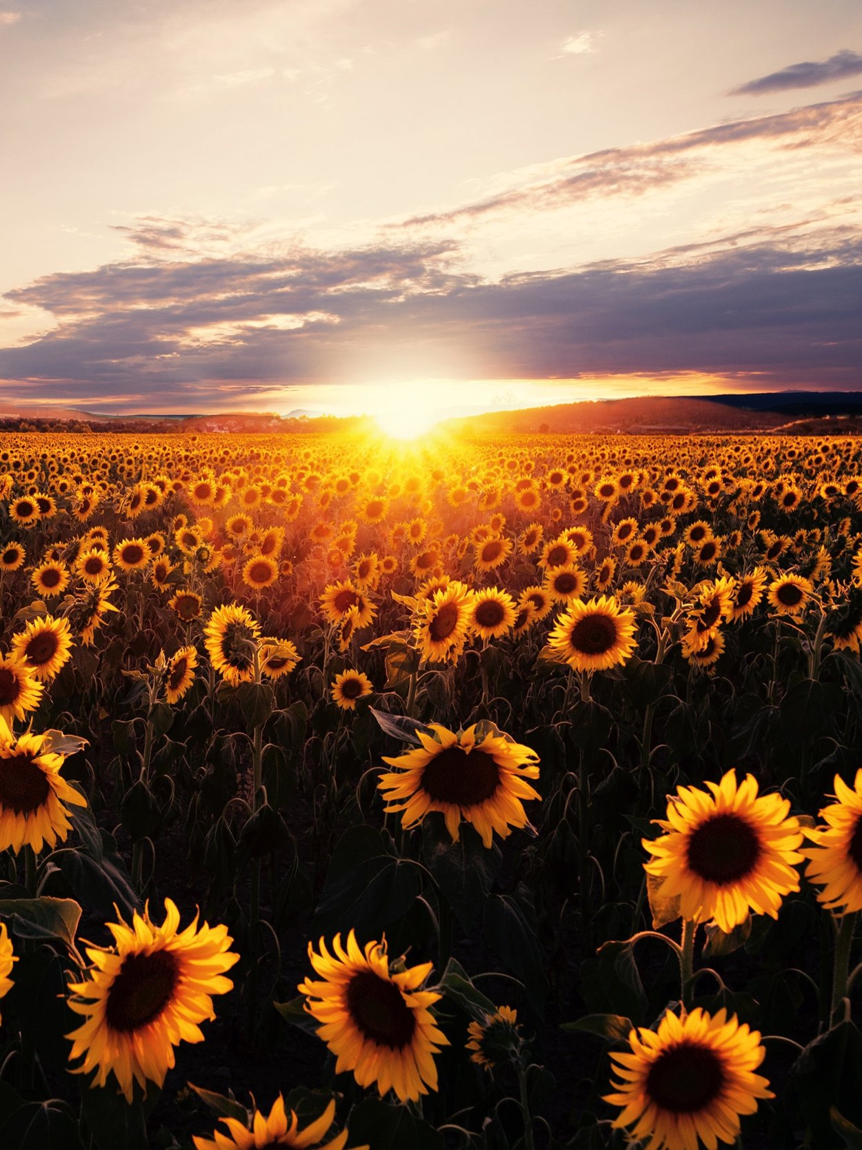 Поле с подсолнухами