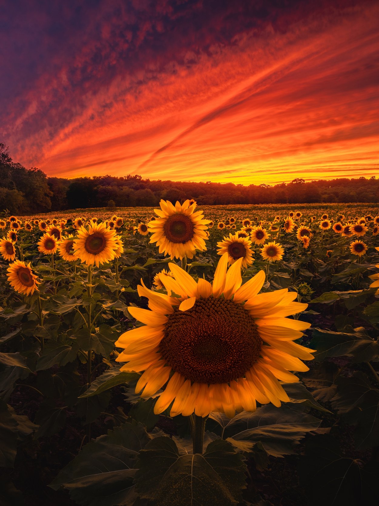 Подсолнухи на закате
