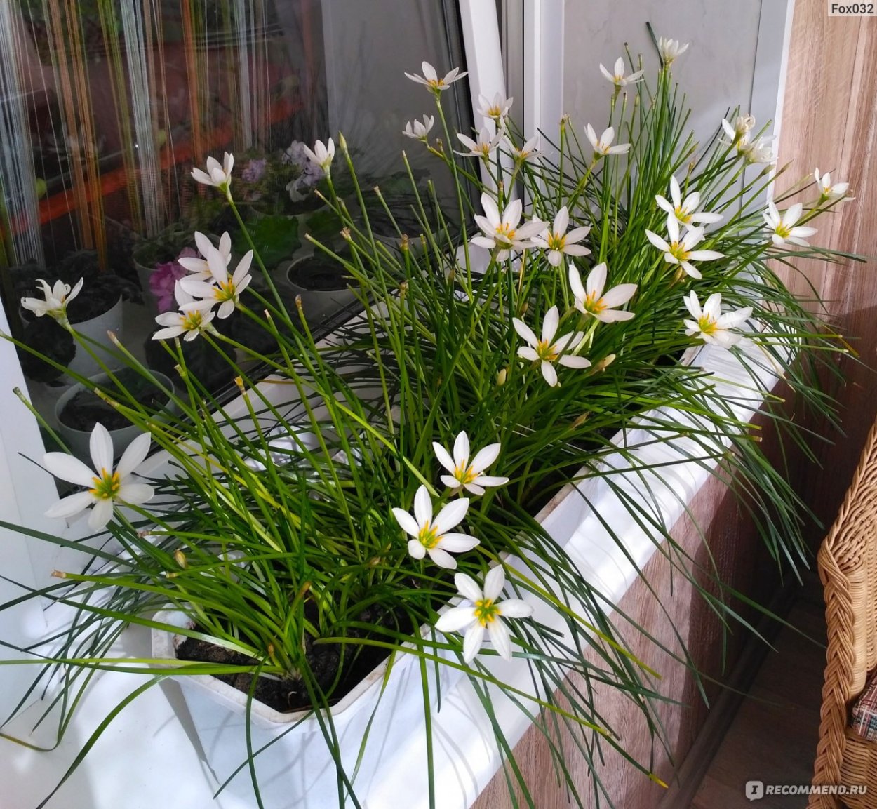 Зефирантес robustus