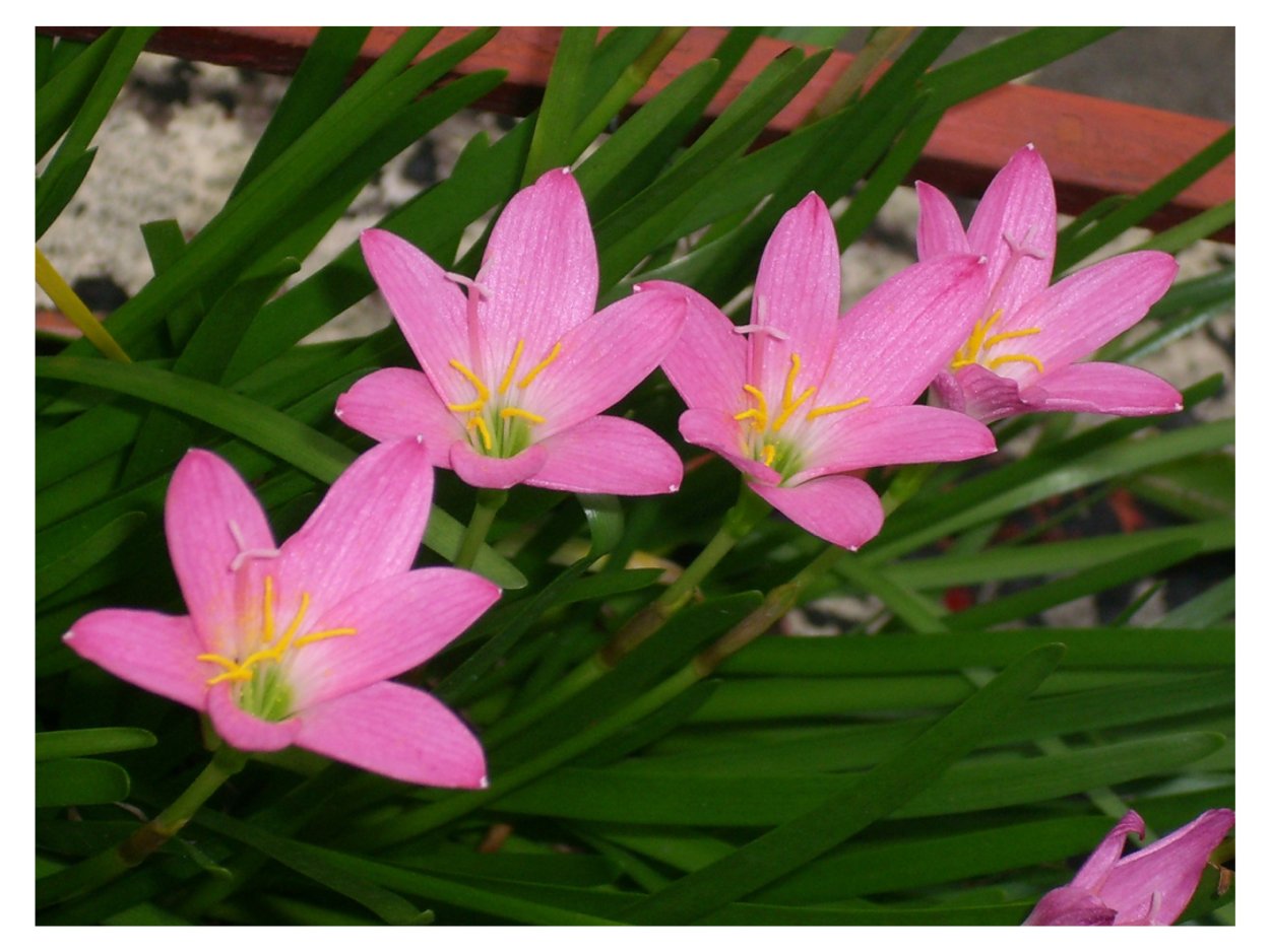 Зефирантес садовый