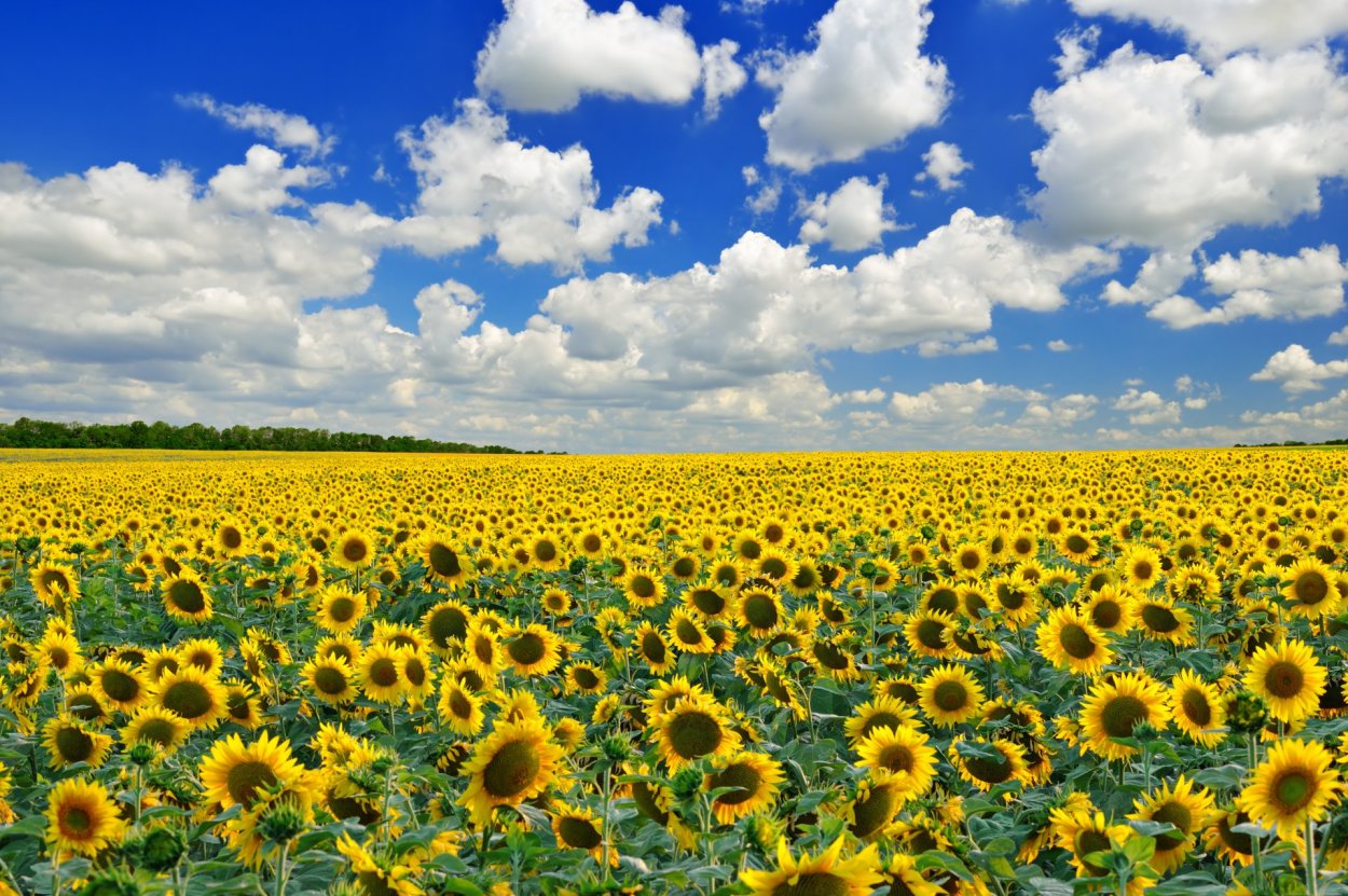 Поля подсолнухов в Краснодарском крае