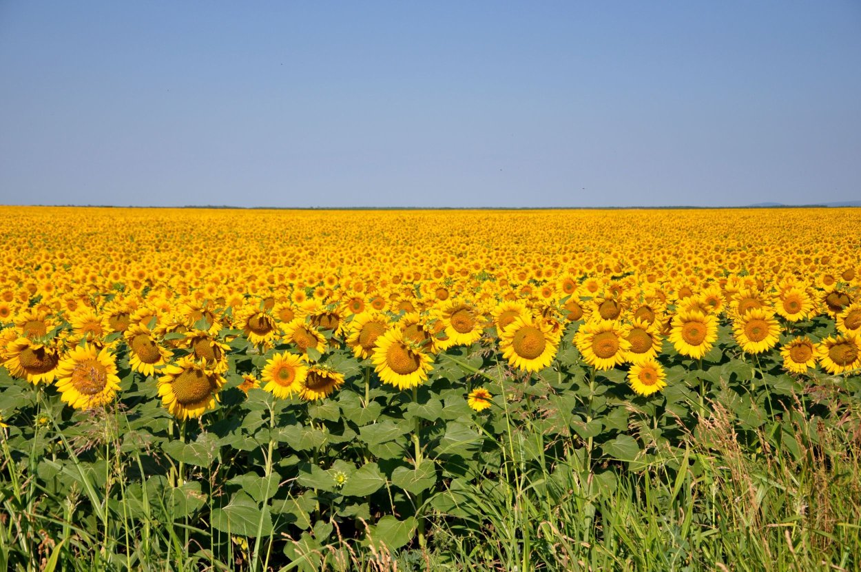 Подсолнуховые поля Краснодарский край