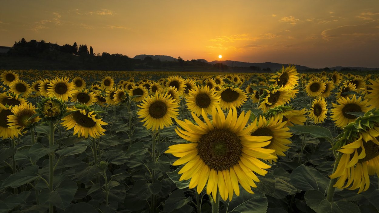 Поле подсолнухов на закате