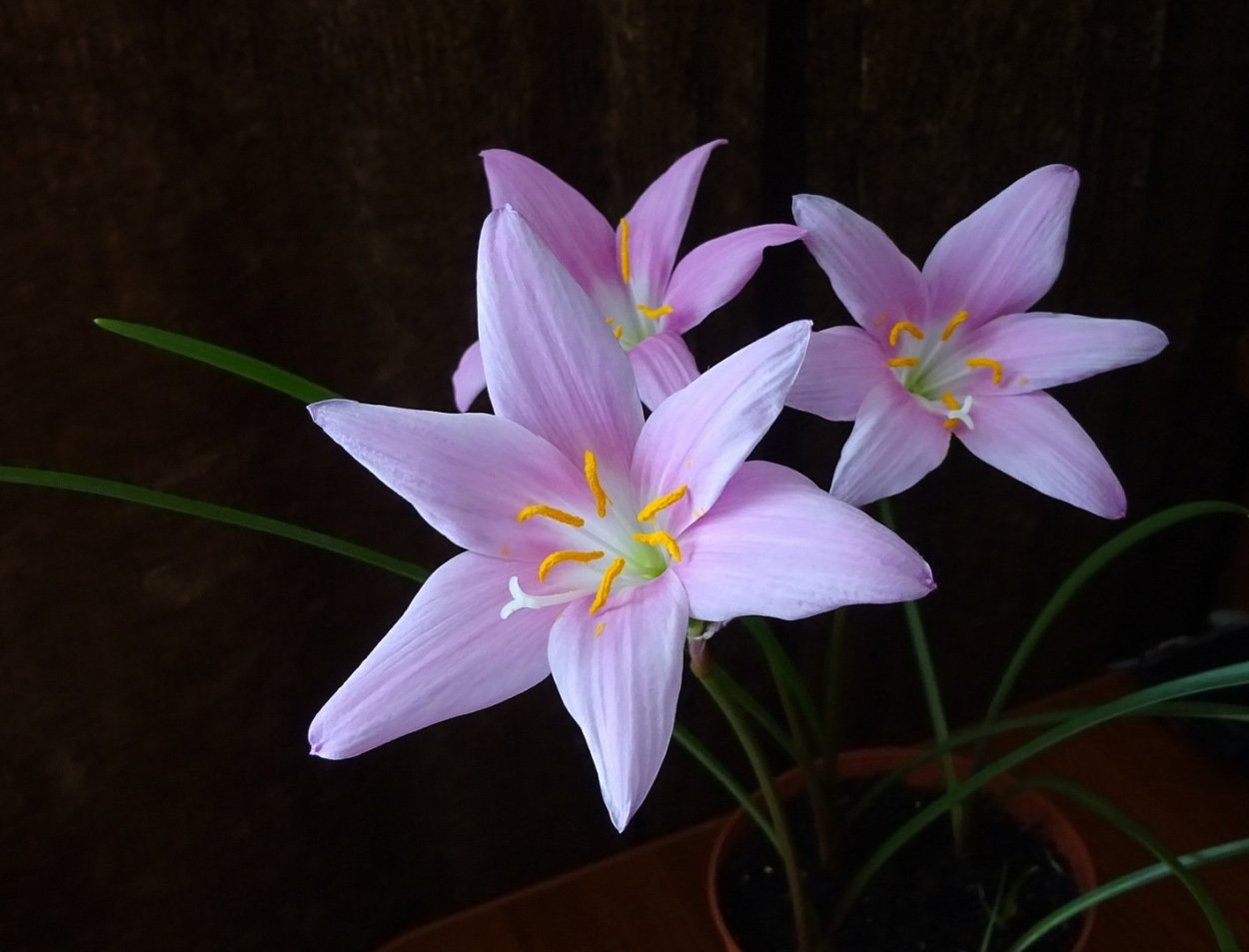 Зефирантес на подоконнике