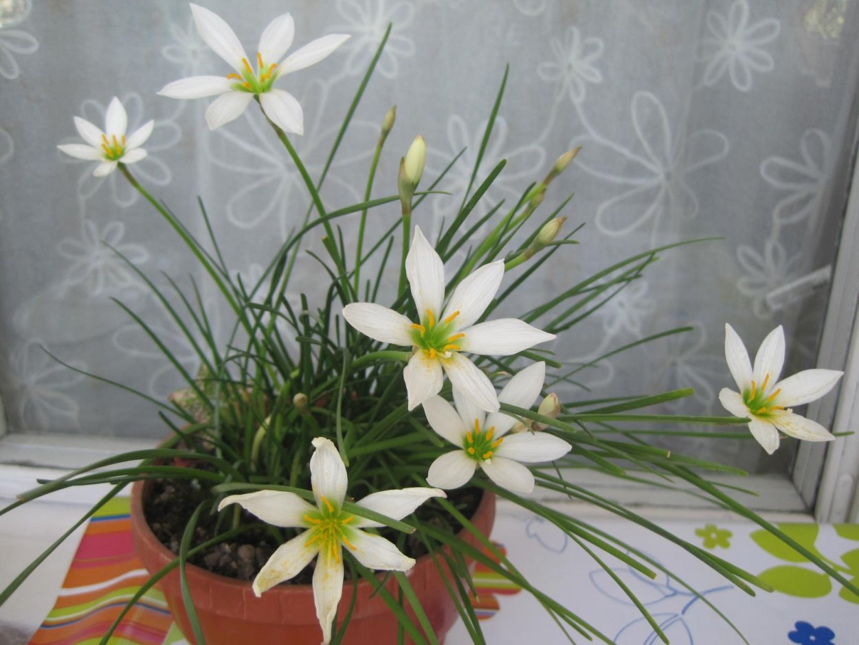 Зефирантес выскочка