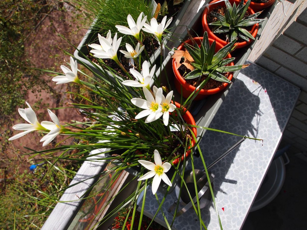 Зефирантес цветение