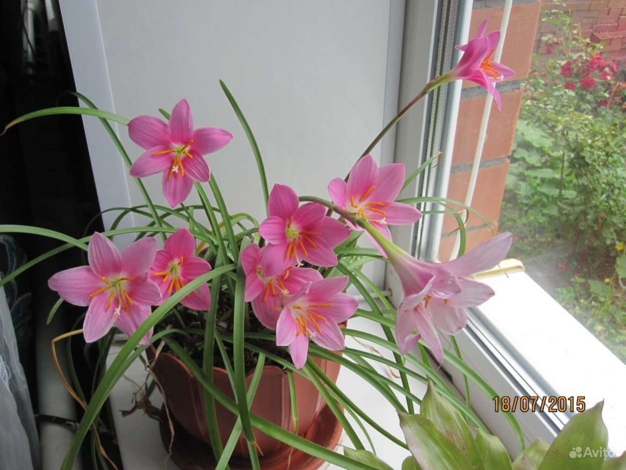 Африканская Лилия выскочка