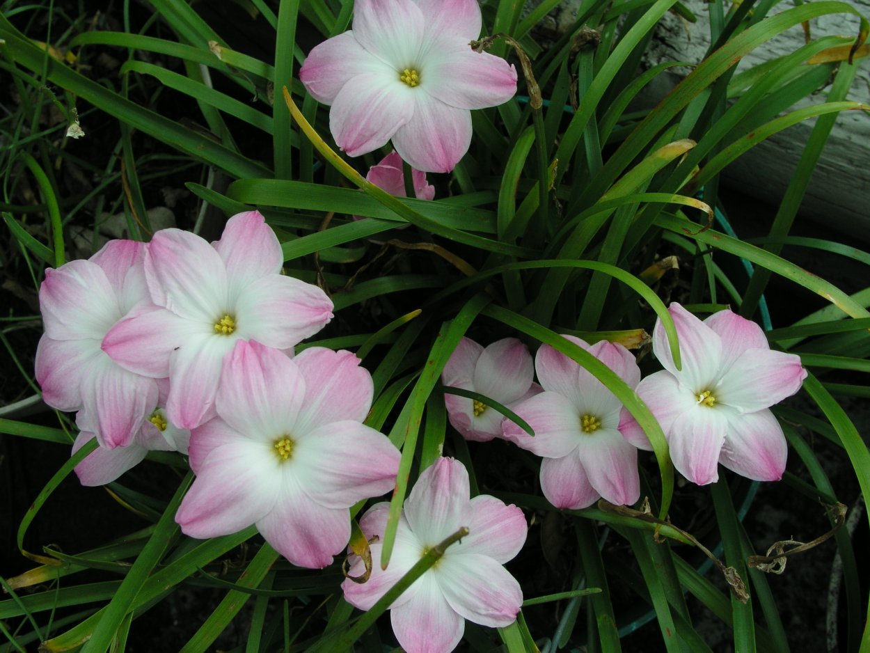 Зефирантес лабуфаузория