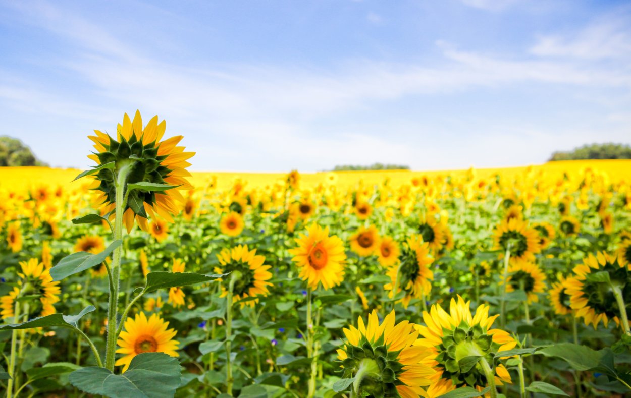 Поле подсолнухов созревших