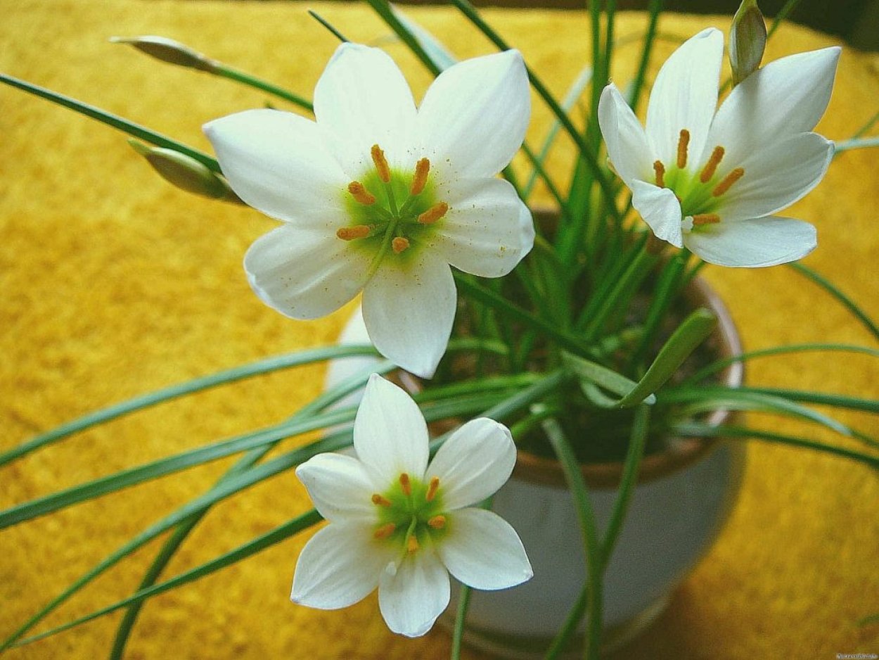 Зефирантес суеверие