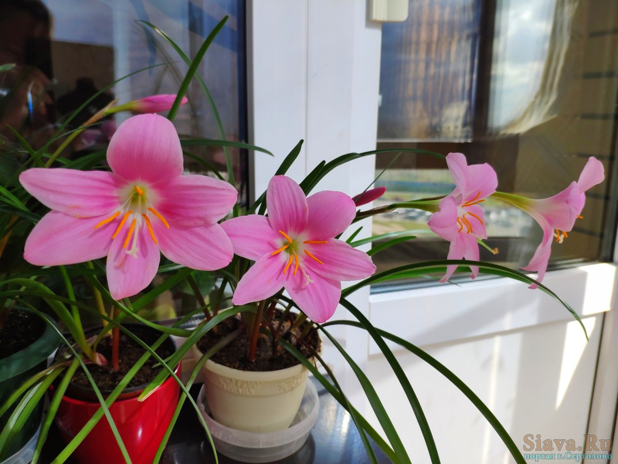 Зефирантес золотой