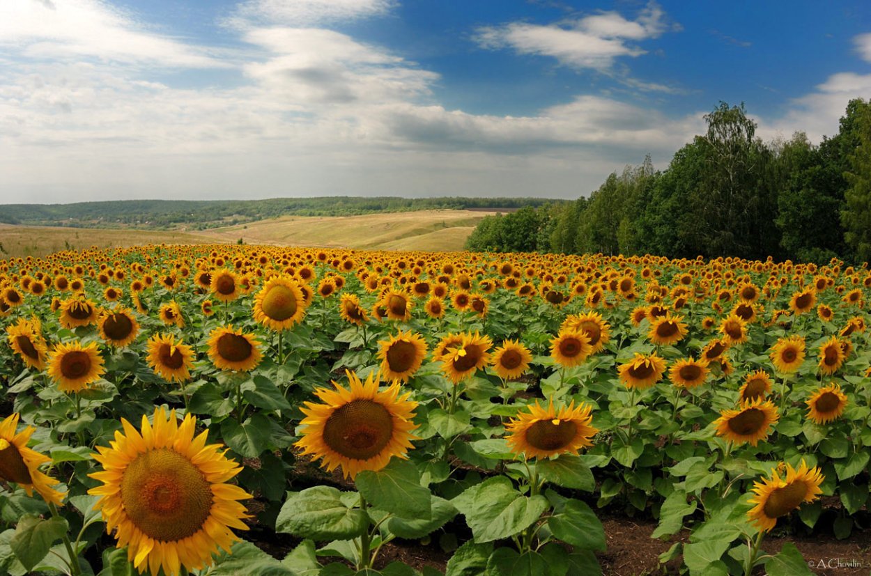 Поле подсолнухов Подольск