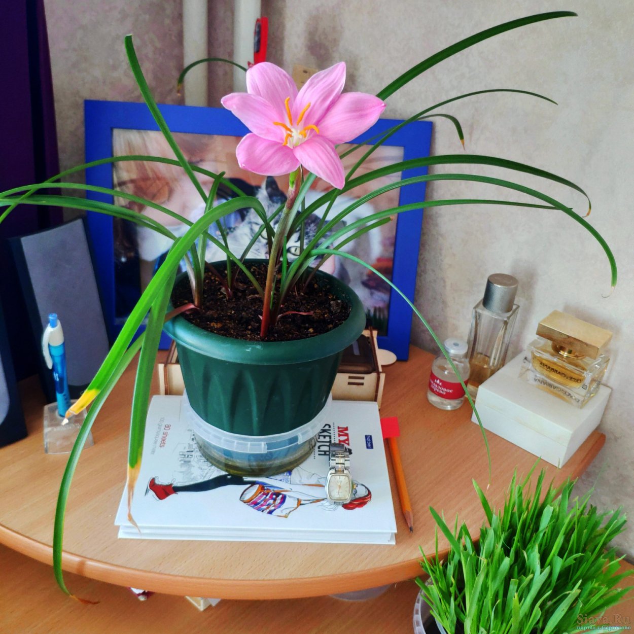 Зефирантес белоснежный