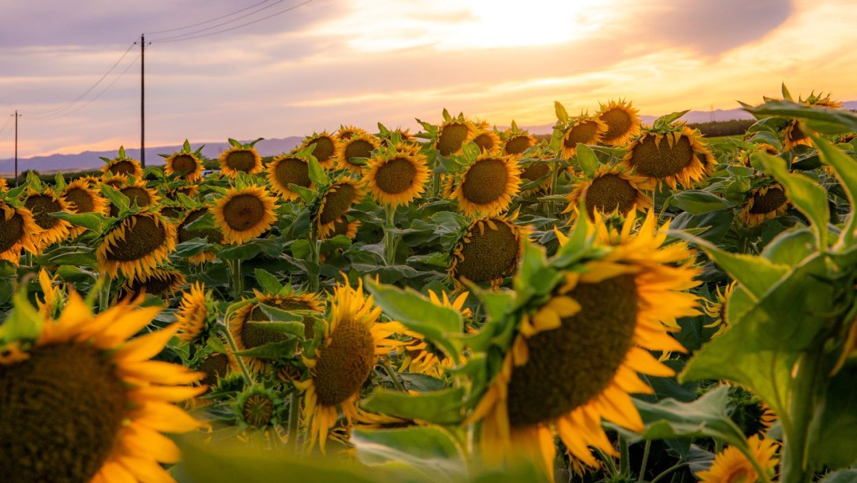 Севилья поля Подсолнухи