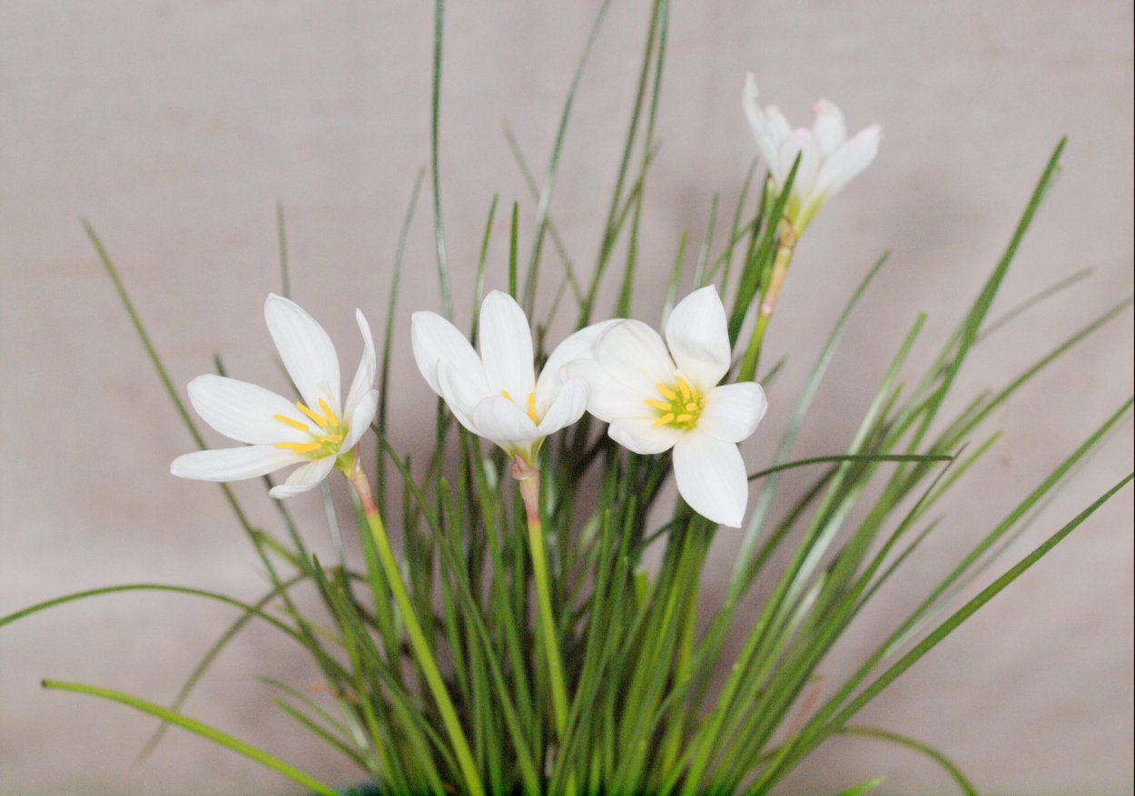 Зефирантес комнатный цветок