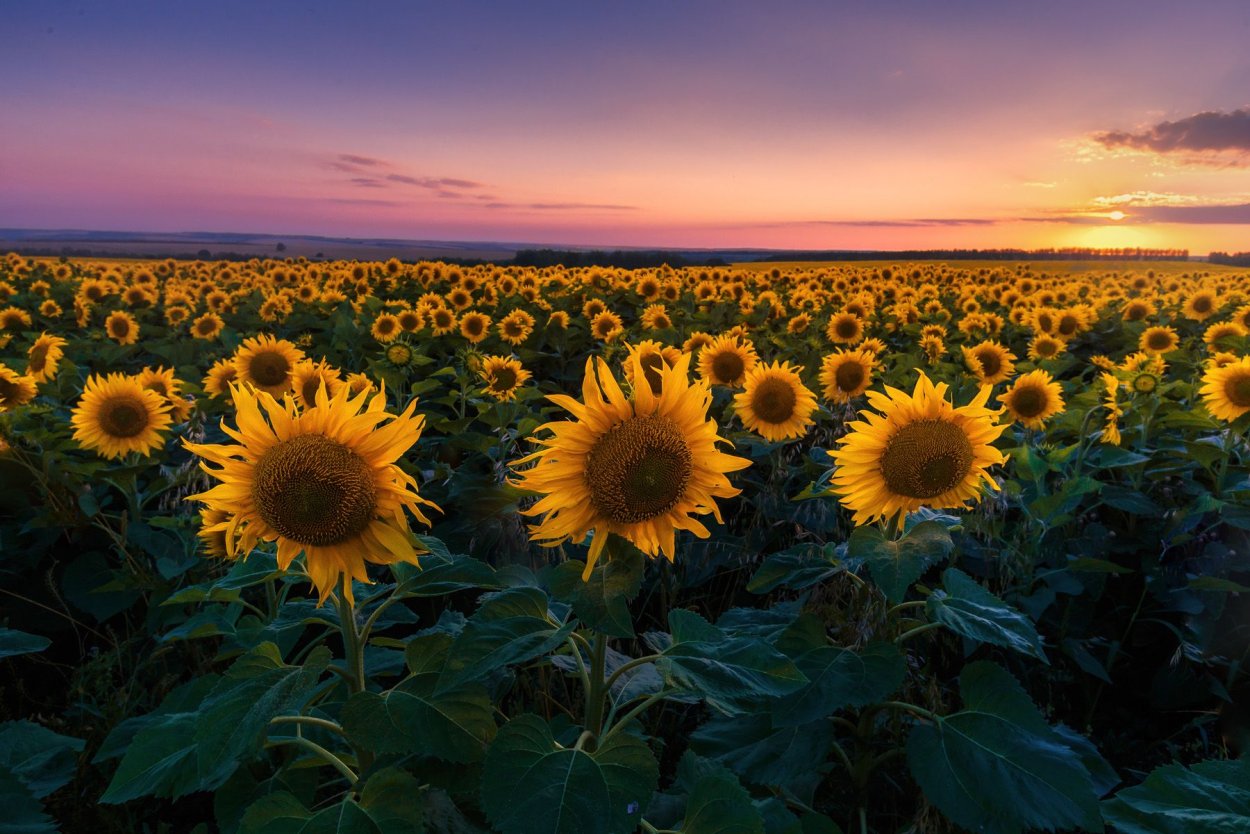 Поля подсолнечника Липецкой области