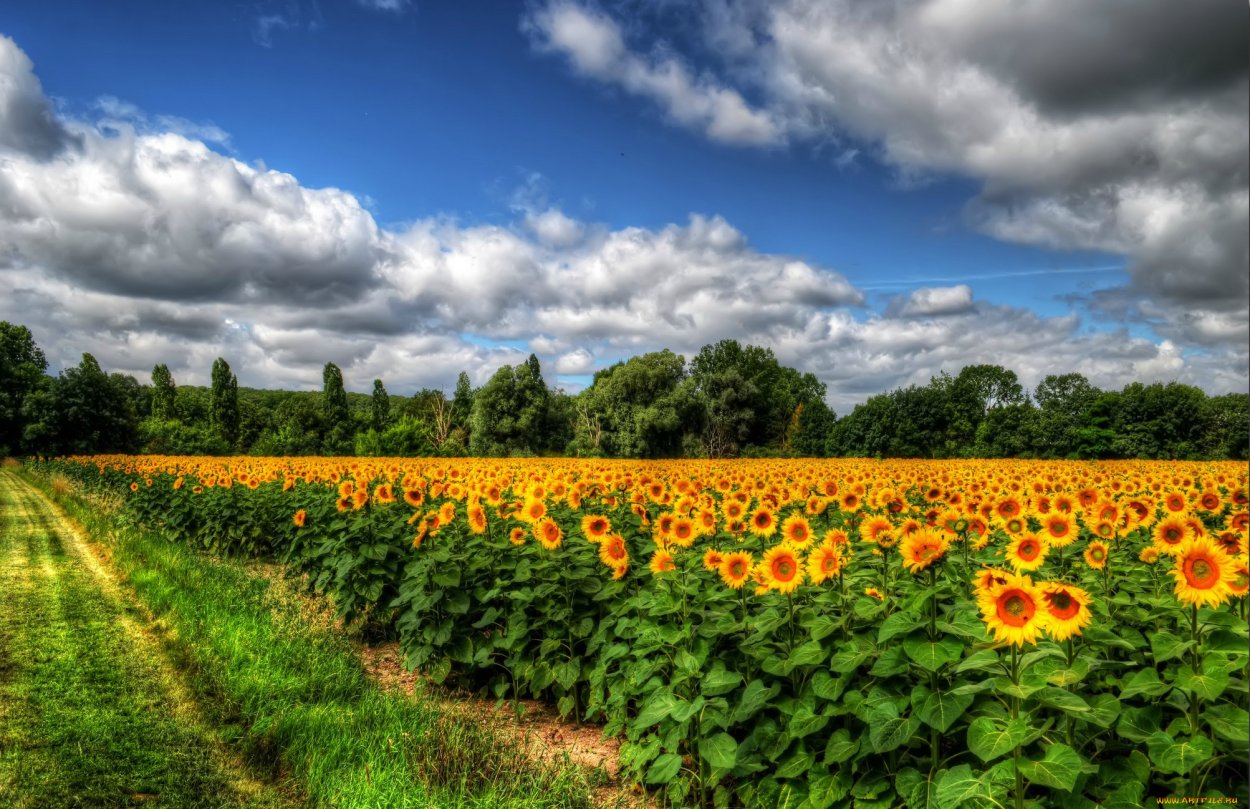 Поля подсолнухов в Краснодарском крае