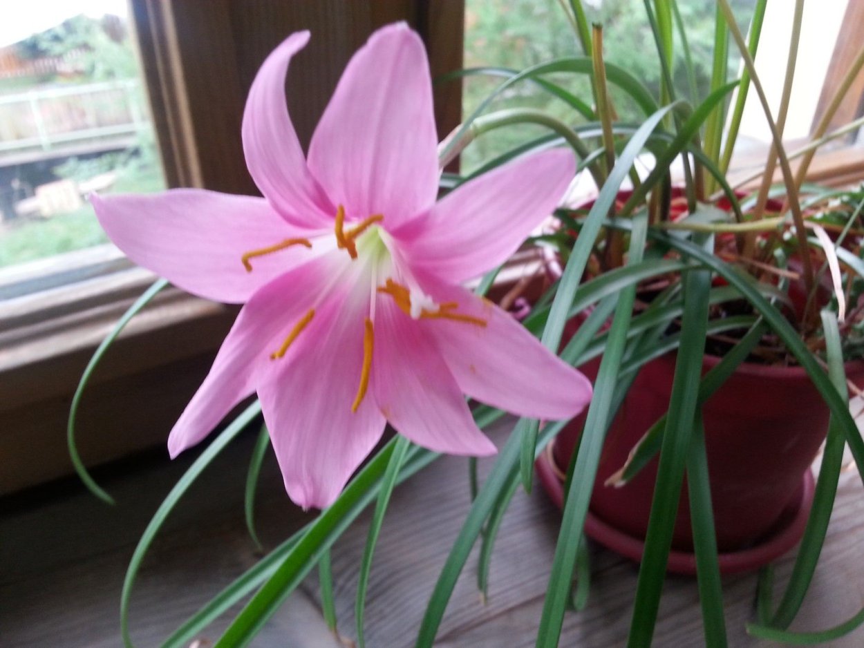 Zephyranthes-зефирантес Group