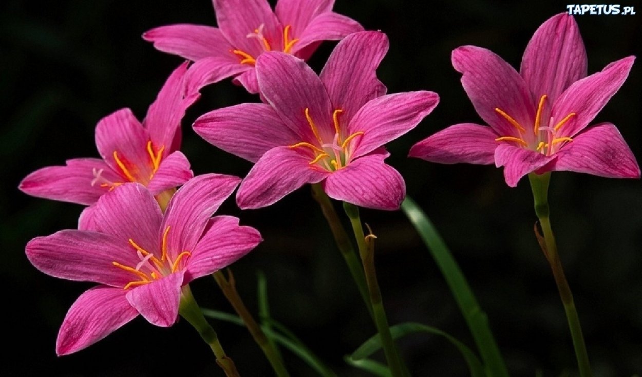 Зефирантес Робустус розовый