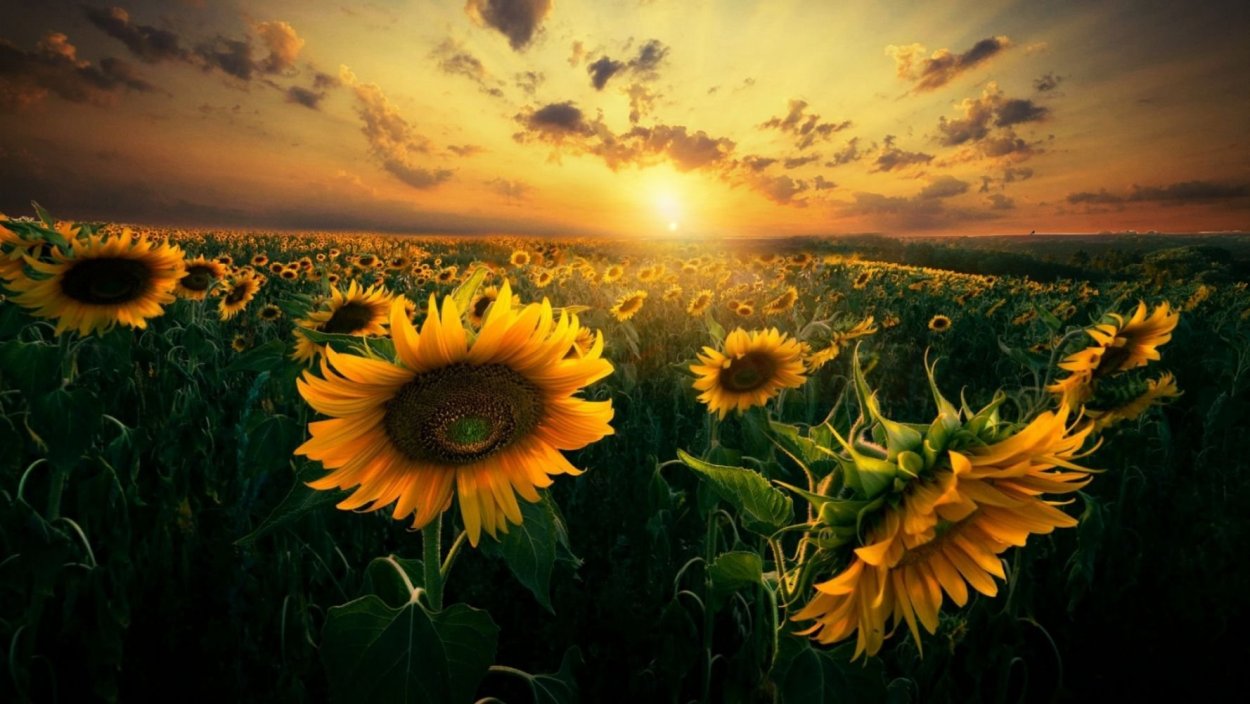 Подсолнухи на закате