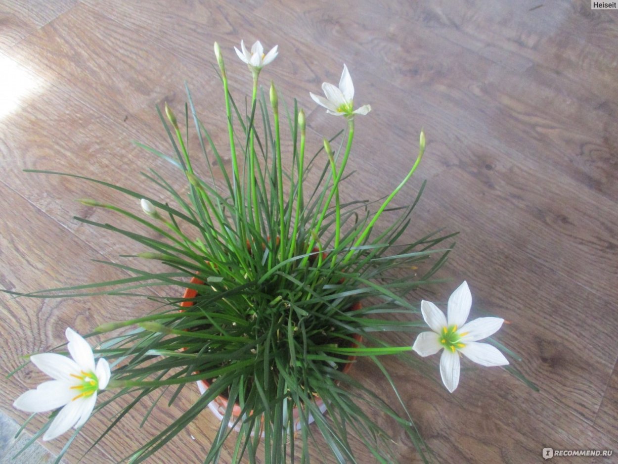 Сортовой зефирантес Lovely chubby