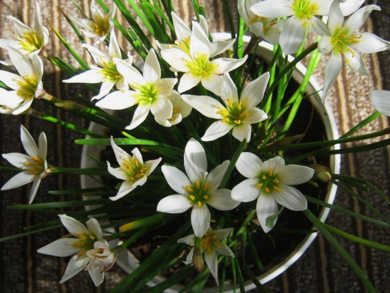 Зефирантес розовый