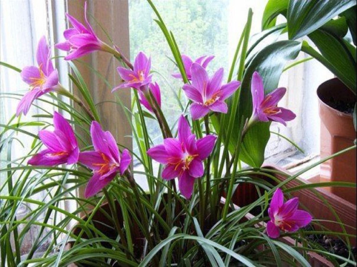 Зефирантес розовый выскочка