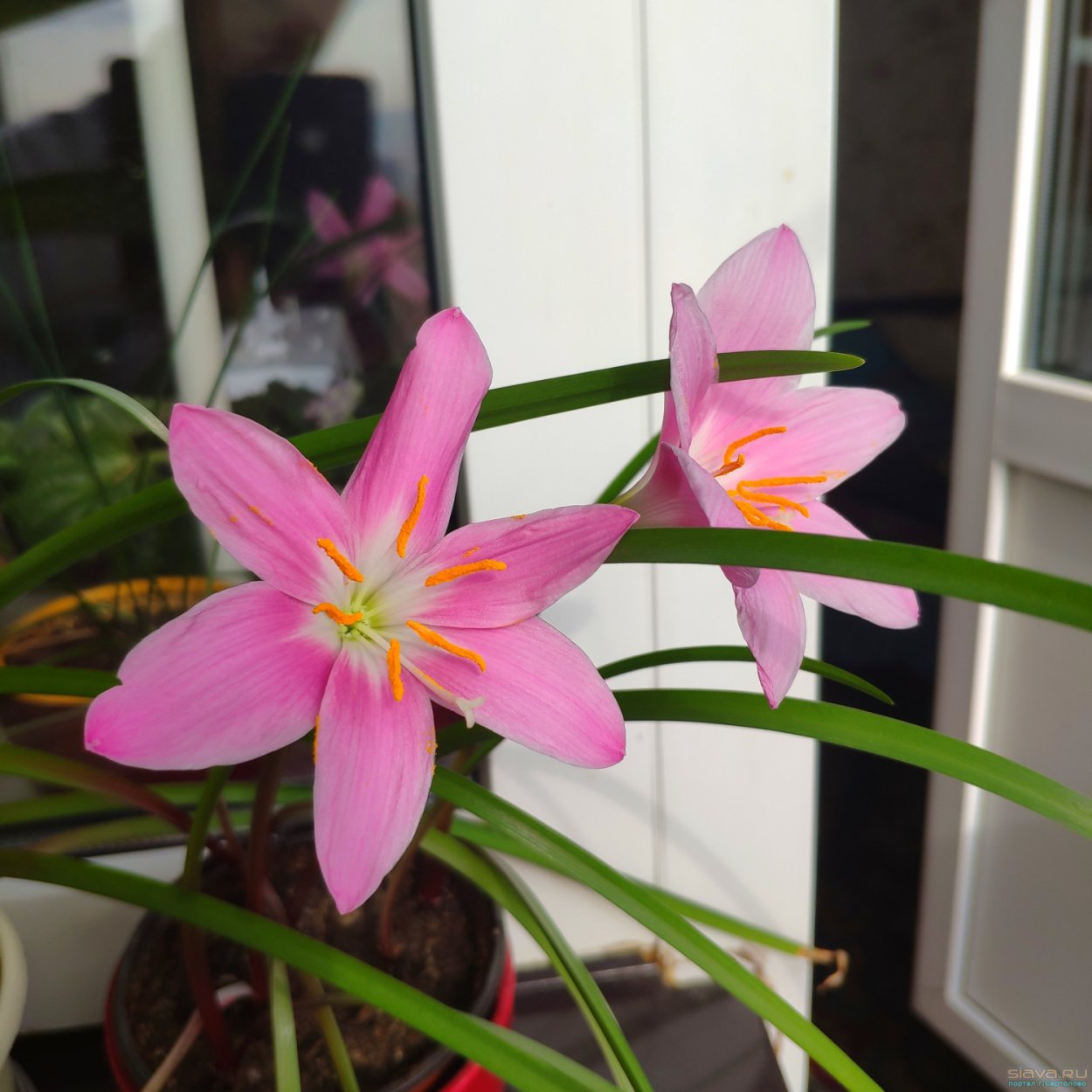 Зефирантес на родине